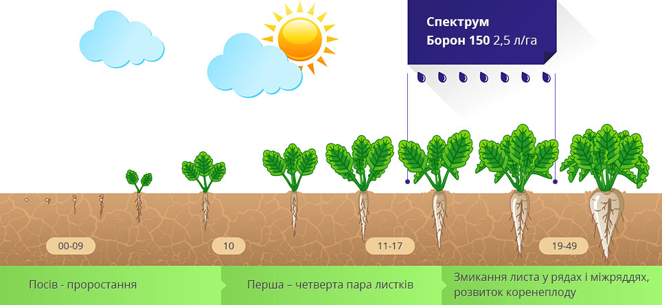 Цукровий буряк - Програми живлення | Спектрум