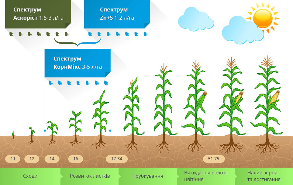 Кукурудза - Програми живлення | Спектрум