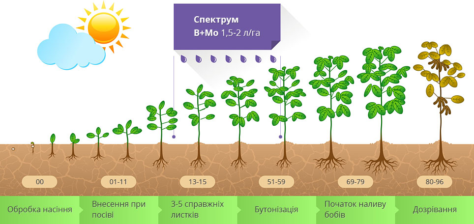 Соя, горох - Програми живлення | Спектрум